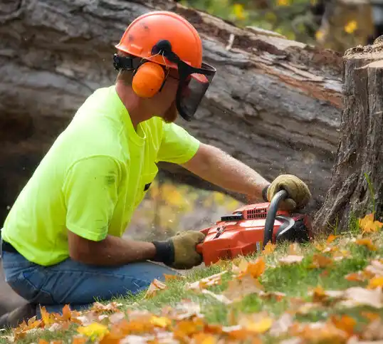 tree services White Earth